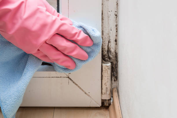Best Mold Testing and Inspection Services in Ridgewood, NJ